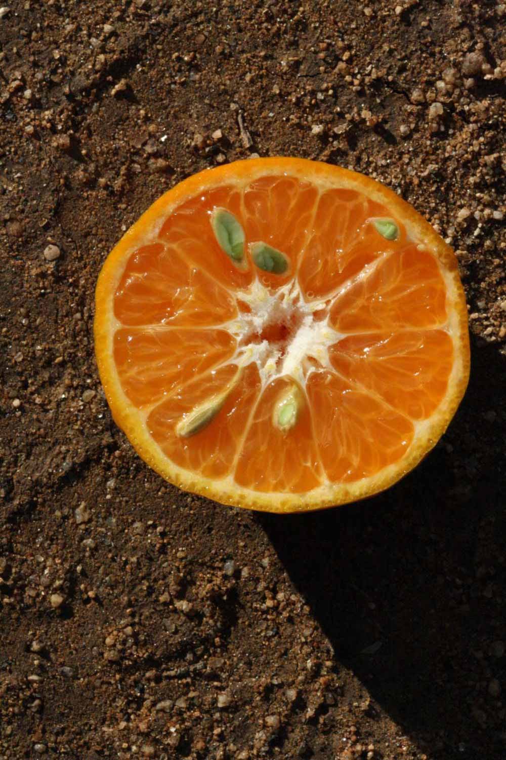              Fruit cross-section (Riverside, CA)       